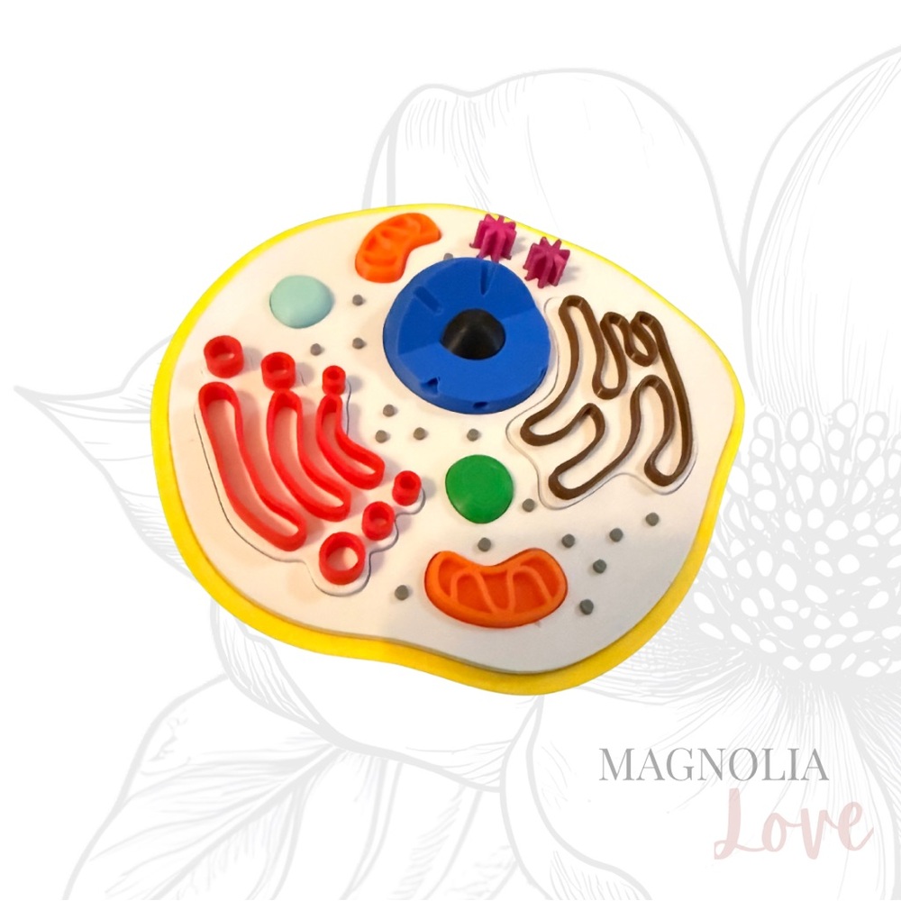 🔬 Animal Cell Puzzle Model Educational Self Contained Colorful Detailed